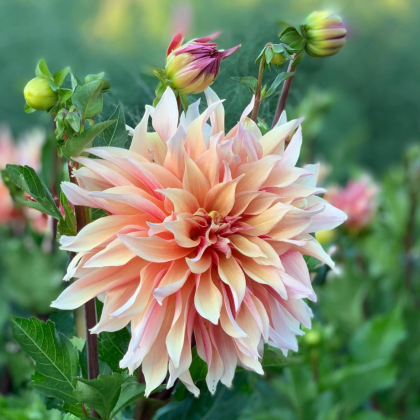 Zbliżenie na brzoskwiniowo-różową dalię 'Karma Maarten Zwaan' w pełnym rozkwicie, z zielonymi liśćmi i pąkami, w otoczeniu ogrodu.