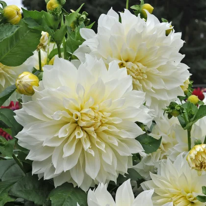 Dalia 'Fleurel' na sprzedaż - duże białe dalie z żółtymi środkami, świeżymi zielonymi liśćmi, pąkami i ciemnym tłem liści. Kup online.