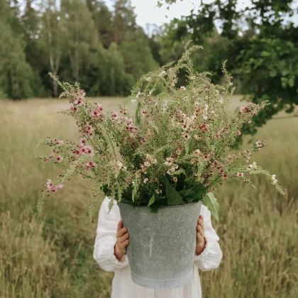 kwiatami Dziewanny 'Southern Charm' na trawiastym polu; w tle drzewa ogrodowe.