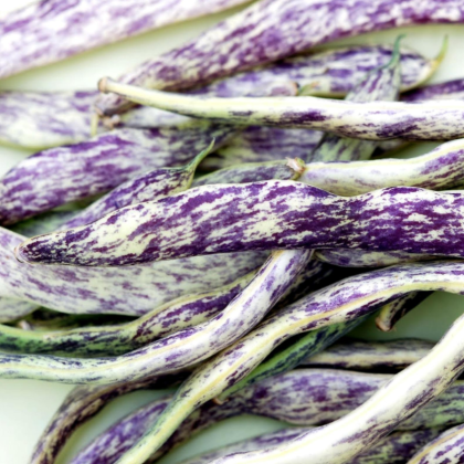 Zbliżenie na odmianę Fasola karłowa 'Merveille de Piemonte', ukazujące fioletowo-białe smugi i błyszczącą teksturę.