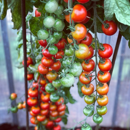 Kiście pomidorów koktajlowych Gardener's Delight na kwitnących winoroślach, dojrzewające od zielonego do czerwonego, rosnące w ogrodzie szklarniowym.