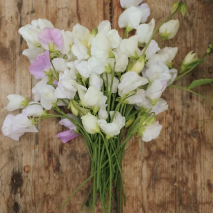 Groszek pachnący 'Spencer Arthur Hellyer' o białych i jasnofioletowych kwiatach na rustykalnym drewnie - idealny do ogrodu.