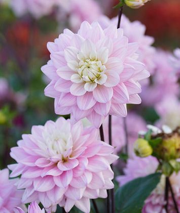 Dalia 'Karma Prospero' w zbliżeniu: miękkie różowe, warstwowe płatki, bujne zielone liście i łodygi, z rozmytym tłem kwiatów ogrodowych.