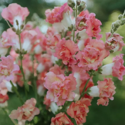 Zbliżenie bukietu z białymi lwia paszcza 'Madame Butterfly Bronze White F1' i bujną zielenią, oświetlony słońcem ogród.