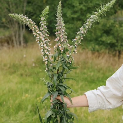 Sklep Naparstnica "Café Creme": osoba w białej koszuli trzyma bujne łodygi na zewnątrz, zielona trawa i drzewa tworzą spokojne tło ogrodu.