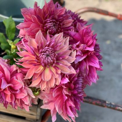 Wibrujący bukiet Dalia 'Penhill Dark Monarch' z bujnymi różowymi i fioletowymi płatkami w drewnianej skrzynce, idealny do dekoracji ogrodu lub na prezent.