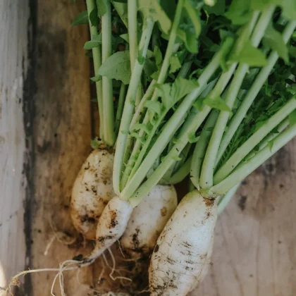 Świeżo zebrane rzodkiewki Rzodkiew Rammenas 'Icon' z zielonymi liśćmi i korzeniami na drewnie, prezentujące świeżą, dopiero co zebraną jakość.