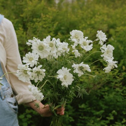Ogrodnik w jasnej koszuli i dżinsowym kombinezonie trzyma kwiaty Scabiosa 'Fama White' - bujne zielone tło podkreśla białe kwiaty.