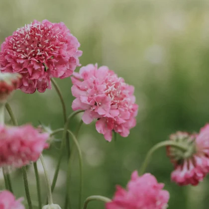 Kwiaty róży łososiowej Skabioza/Driakiew o żywo różowych, potarganych płatkach i zielonych łodygach, idealne do ogrodu lub kompozycji kwiatowych.