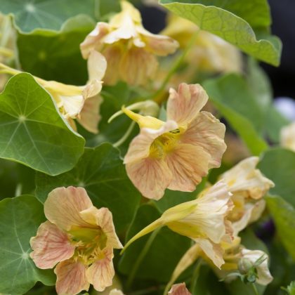 Nasturcja 'Tip Top Pink Blush' - jasnoróżowe kwiaty z pomarszczonymi płatkami i wyraźnymi żyłkami, tętniące życiem na tle bujnych zielonych liści ogrodowych.