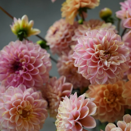 Zbliżenie na kwiaty Dalia 'Hapet Old Charm' z warstwowymi różowymi i brzoskwiniowymi płatkami, idealne do cięcia ogrodów i kompozycji kwiatowych.