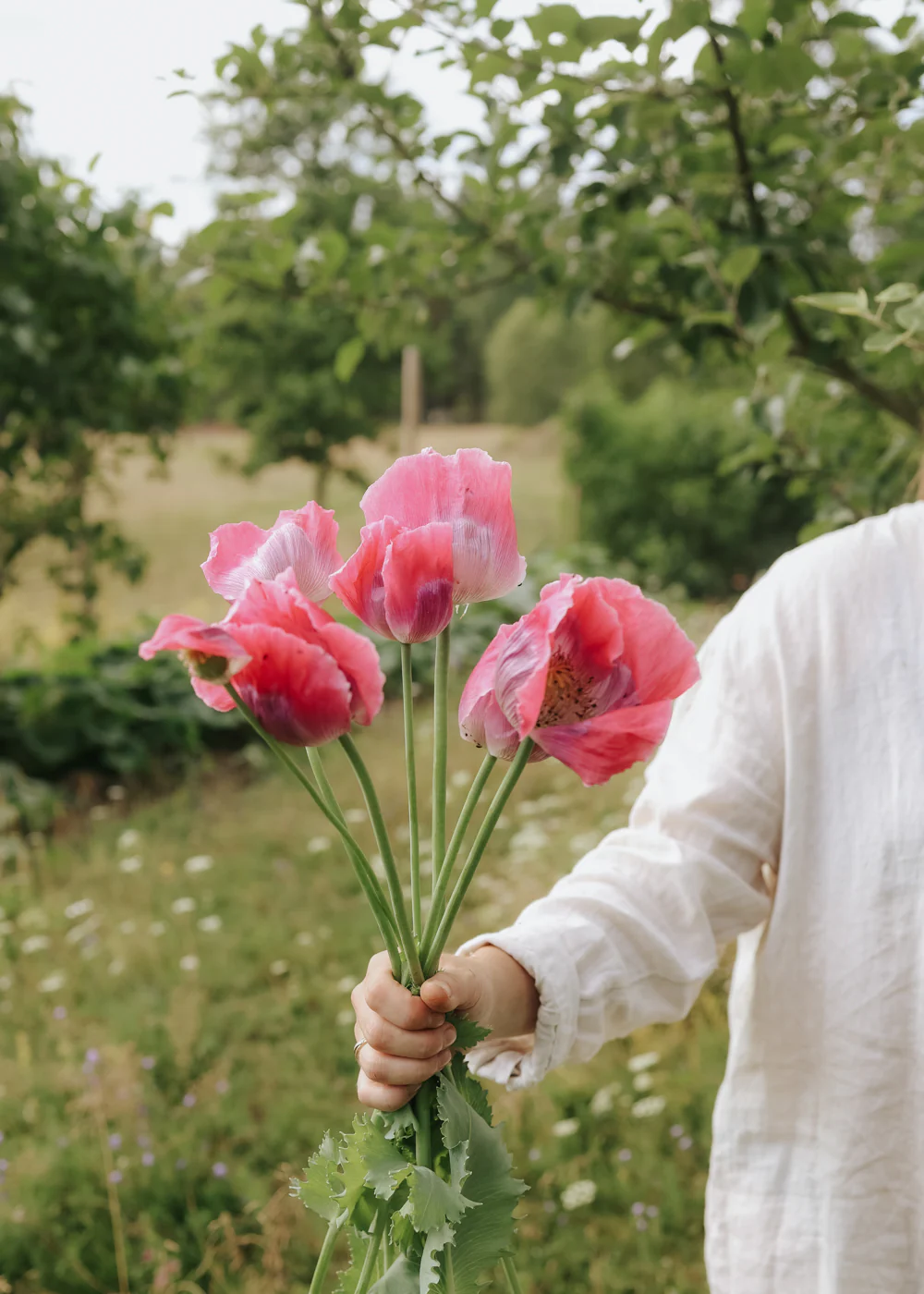 Ogrodnik trzyma roślinę Mak 'Bowling Ball' na zewnątrz w bujnym zielonym ogrodzie, otoczonym zdrowymi liśćmi i drzewami.
