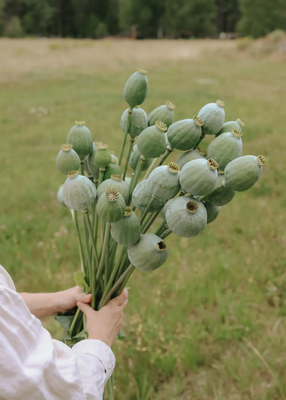 Osoba w białej koszuli trzyma bujny bukiet zielonych maków Mak 'Bowling Ball' na trawiastym polu w stylu butikowego ogrodu.