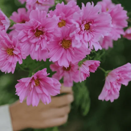 Bukiet Kosmos 'Double Click Rose Bonbon' z jasnoróżowymi, żółto-centrycznymi kwiatami trzymanymi na zewnątrz - idealny dla miłośników ogrodów.
