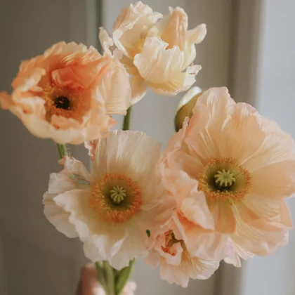 Mak islandzki 'Colibri Rosa Chiaro Pastello' - jasnobrzoskwiniowe, potargane płatki, żółto-zielone środki - kwiaty ogrodowe.