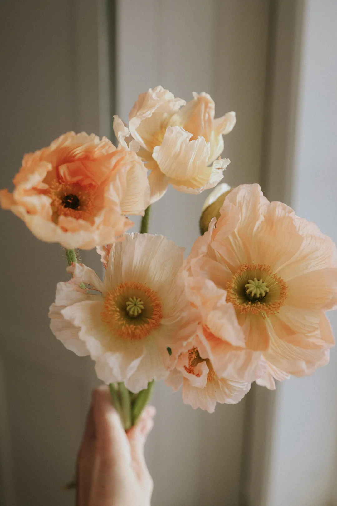 Mak islandzki 'Colibri Rosa Chiaro Pastello' - jasnobrzoskwiniowe, potargane płatki, żółto-zielone środki - kwiaty ogrodowe.