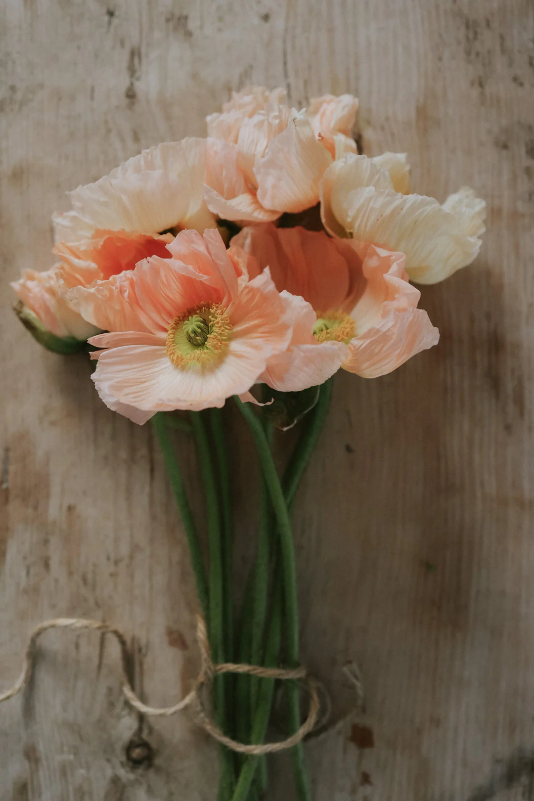 Elegancki bukiet maków islandzkich 'Colibri Rosa Chiaro Pastello' w kolorze brzoskwiniowym i kremowym, przewiązany sznurkiem na rustykalnym drewnie.