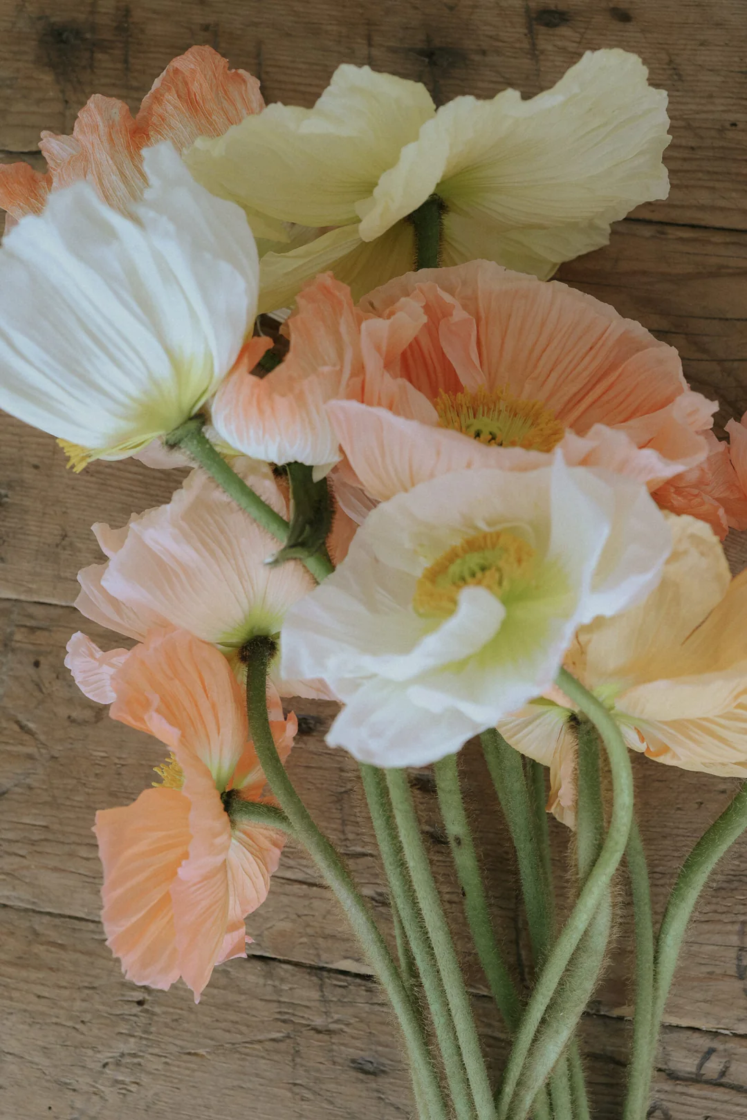 Elegancki bukiet maków Mak islandzki 'Colibri Rosa Chiaro Pastello' z brzoskwiniowymi, kremowymi i białymi płatkami na rustykalnej drewnianej dekoracji.