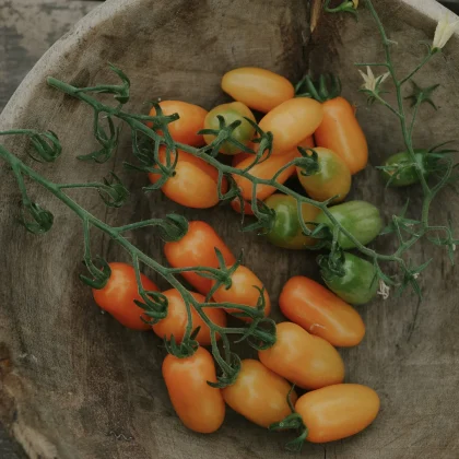 Organiczne pomidory koktajlowe "Ormato" ECO w rustykalnej drewnianej misce, zielone do czerwonych, z żółtymi kwiatami - świeża ekspozycja w ogrodzie.