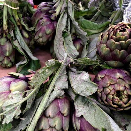 Kup online nasiona karczocha 'Violet de Provence' - żywe, zielono-fioletowe pąki, bujne, teksturowane liście, idealne do ogrodów dla smakoszy.