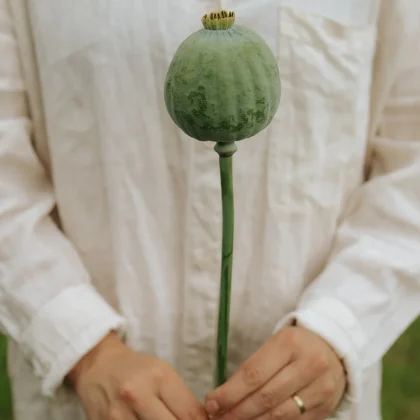 Mak 'Kula do kręgli' - osoba w białej koszuli trzyma świeży zielony mak, ręce ozdobione minimalnymi pierścieniami.