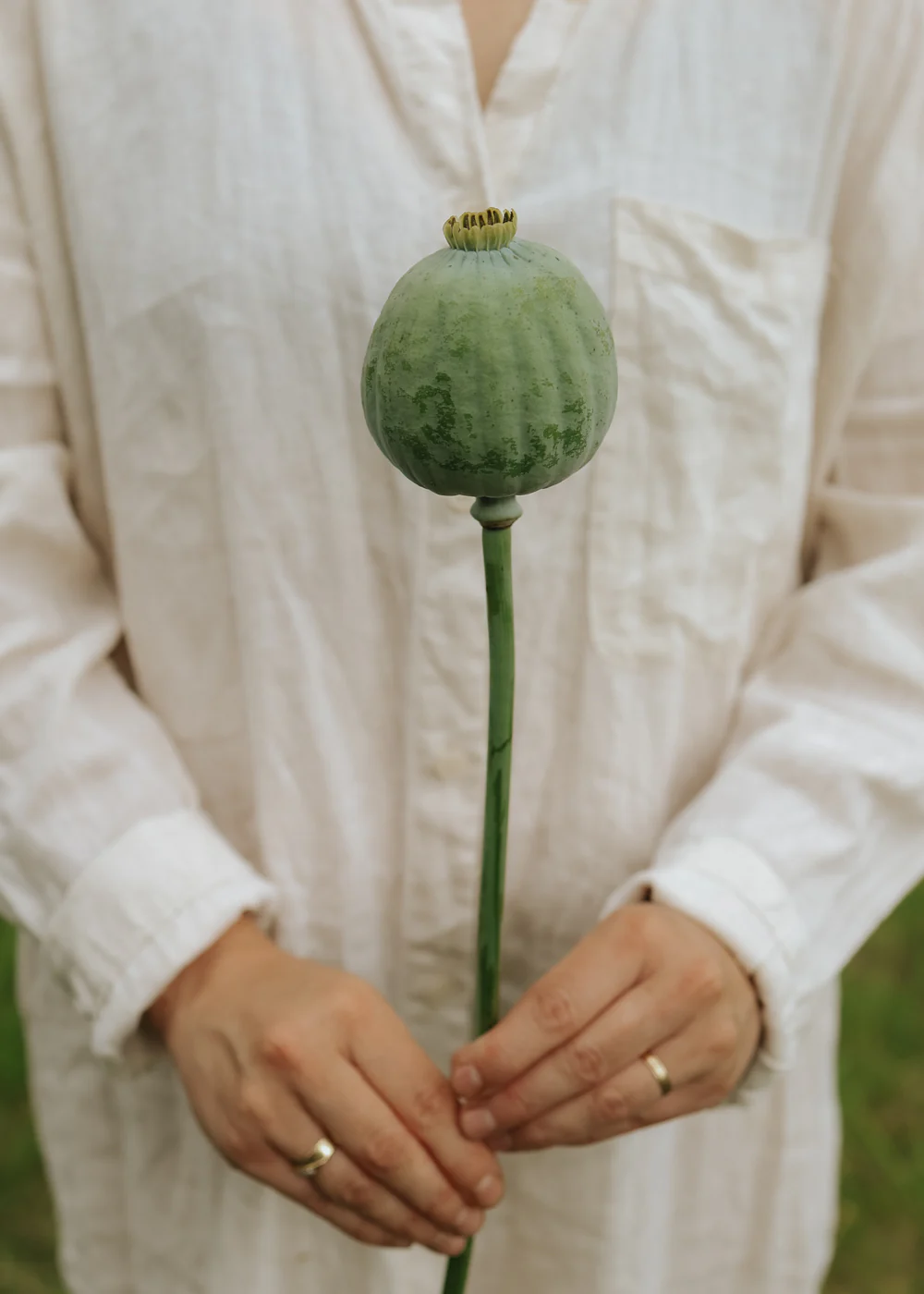 Mak 'Kula do kręgli' - osoba w białej koszuli trzyma świeży zielony mak, ręce ozdobione minimalnymi pierścieniami.
