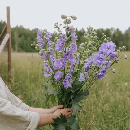 Osoba trzymająca bujny bukiet ostrozka Candle Lavender Shades z zielonymi łodygami na trawiastym polu - idealny wybór świeżych kwiatów dla miłośników ogrodów.