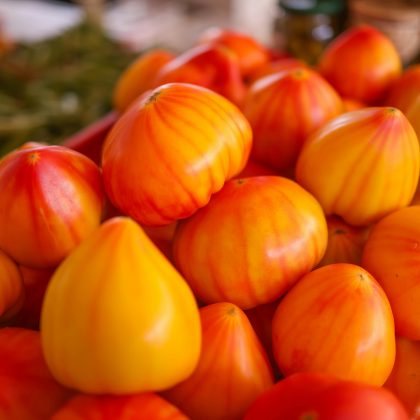 Zbliżenie na pomidory Pomidor 'GourmansunF' z żółtymi i czerwonymi smugami, świeże na targu - idealne do ogrodów.