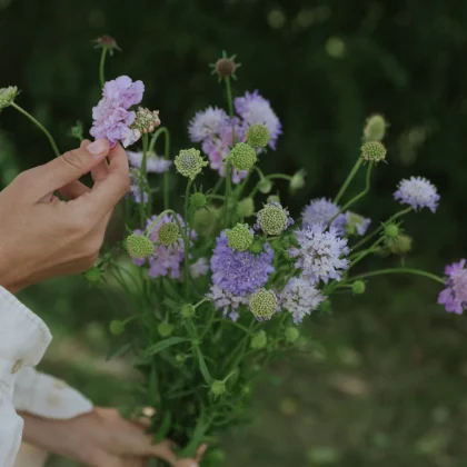 Ręka trzymająca bukiet dzikich kwiatów Skabioza/Driakiew Blue Cockade (Kopia) na zewnątrz, idealny dla miłośników ogrodów i butików kwiatowych.
