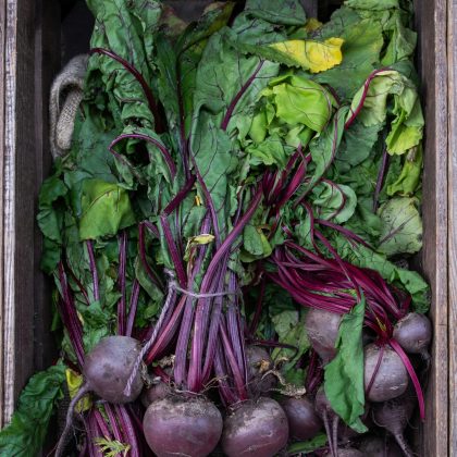 Świeże buraki ćwikłowe 'Detroit 2' Burak ćwikłowy w drewnianej skrzynce, żywe zielone liście, fioletowo-czerwone łodygi - jakość butiku ogrodniczego premium.