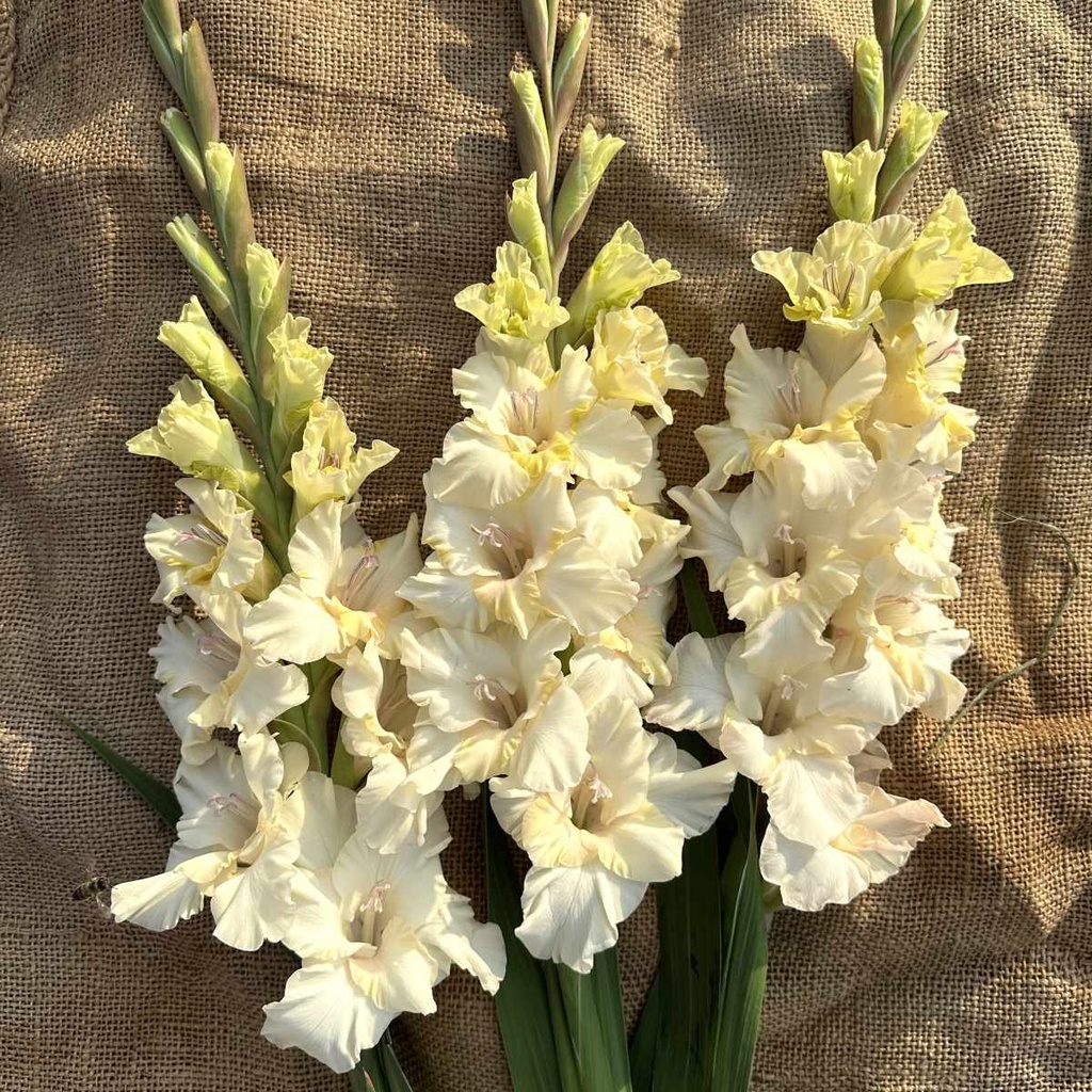 Mieczyki 'Pink Lightning' z białymi płatkami, żółtymi środkami, zielonymi łodygami na płótnie - inspiracja do dekoracji ogrodu.