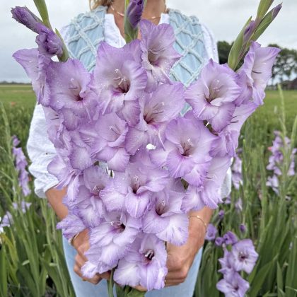 Osoba w jasnoniebieskim swetrze trzymająca bukiet mieczyków 'Blue Tropic' w kwitnącym bladofioletowym polu mieczyków.