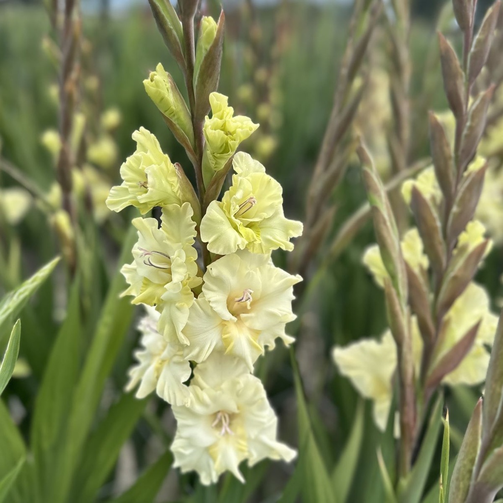 Zbliżenie na kwiaty mieczyka 'Dreamy Creamy' o delikatnych żółtych kwiatach, bujnych zielonych liściach i pąkach w ogrodzie.
