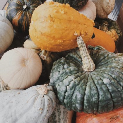 Dynia 'Marina di Chioggia' o zielonej, wyboistej teksturze i zróżnicowanych kształtach - idealna do jesiennego ogrodu lub dekoracji domu.
