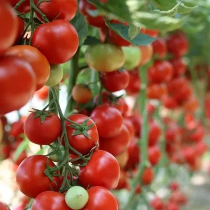 Zdrowe sadzonki pomidora Pomidor 'Moneymaker' z dojrzałymi czerwonymi i zielonymi owocami, bujnymi liśćmi, kwitnące w szklarni ogrodowej.