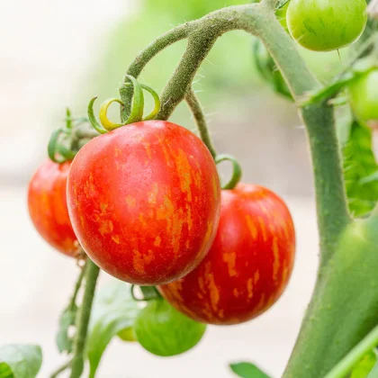 Czerwone i żółte pomidory Pomidor 'Tigerella' w żywe paski na winorośli, liście ogrodowe i niedojrzały zielony pomidor.