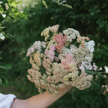 Trzymany w dłoni bukiet Krwawnik 'Summer Pastell' z koronkowymi białymi, różowymi i jasnozielonymi kwiatami, bujnymi liśćmi - idealny prezent ogrodowy.
