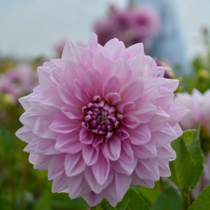 Sklep Dalia 'Lavender Perfection' - PRZEDSPRZEDAŻ: w pełni rozkwitnięta różowa dalia, bujne zielone liście, rozmyte kwiaty, zachmurzone niebo.