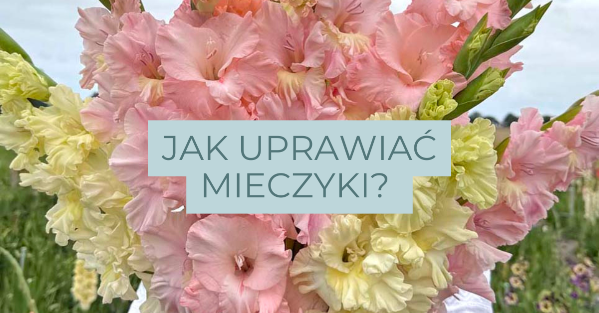 Pastelowy różowy i żółty bukiet mieczyków trzymany na zewnątrz, polski tekst "Jak uprawiać mieczyki?" na zdjęciu. Kupuj najwyższej jakości żarówki online.