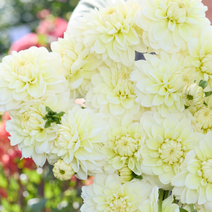 Bukiet Dalia 'Cream Corner' - luksusowe jasnożółte kwiaty, żywe czerwone akcenty i bujne zielone liście. Idealny kwiatowy wystrój!.