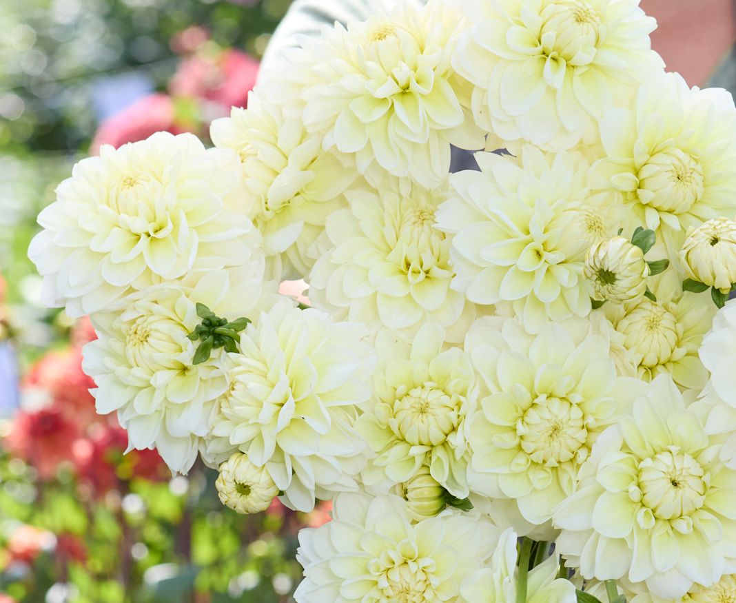 Bukiet Dalia 'Cream Corner' - luksusowe jasnożółte kwiaty, żywe czerwone akcenty i bujne zielone liście. Idealny kwiatowy wystrój!.