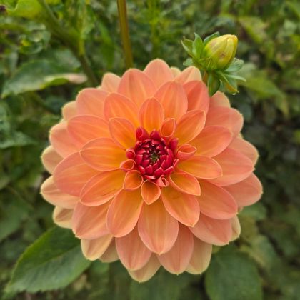 Dalia 'Elegant Lady' na sprzedaż - pomarańczowe płatki z czerwonym środkiem, zielone liście i pąk; idealny kwiat dalii dla miłośników ogrodów.