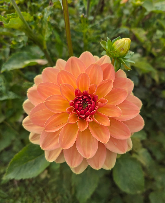 Dalia 'Elegant Lady' na sprzedaż - pomarańczowe płatki z czerwonym środkiem, zielone liście i pąk; idealny kwiat dalii dla miłośników ogrodów.