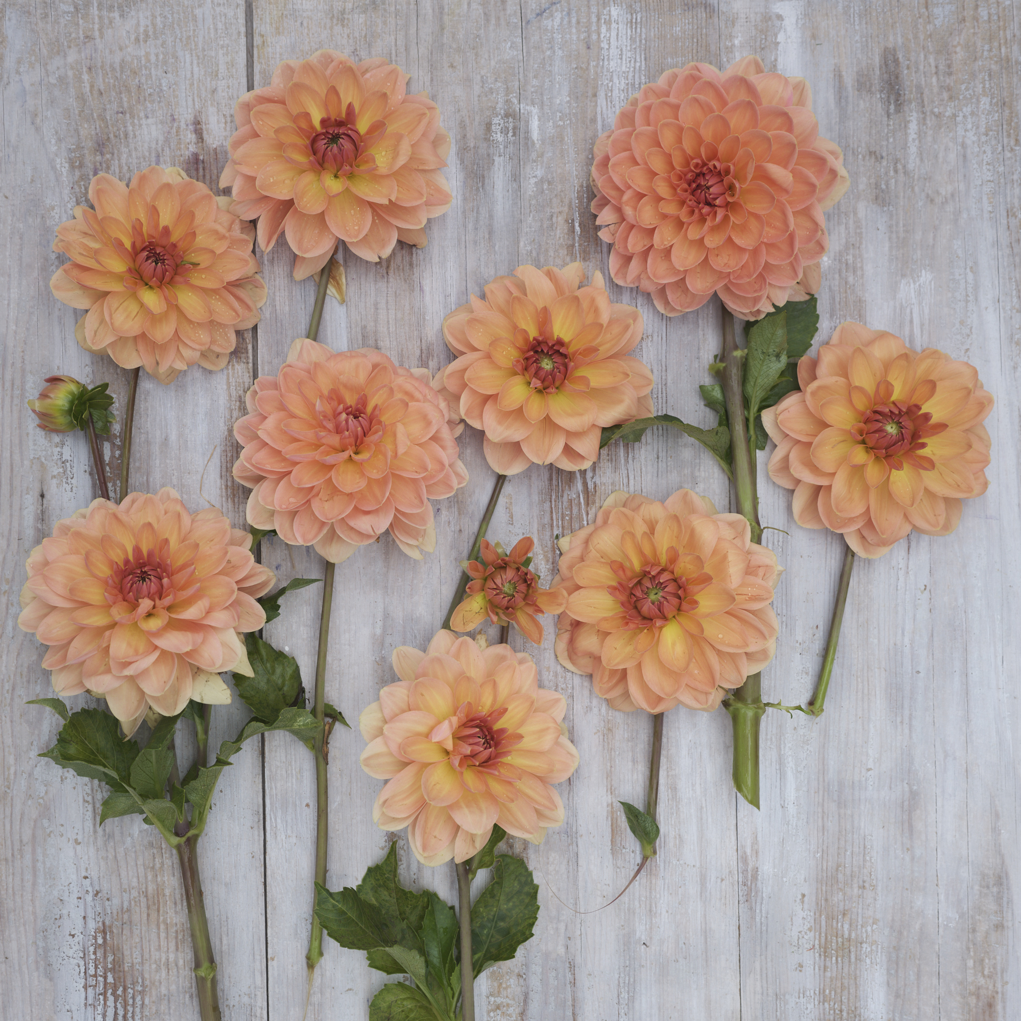 Sklep Dalia 'Elegant Lady' - dziewięć żywych kwiatów z zielonymi łodygami ułożonych symetrycznie na rustykalnym drewnie do dekoracji ogrodu.