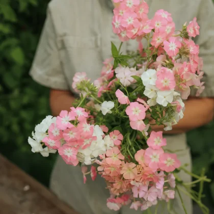 Bukiet Floks 'Coral Reef' z żywymi różowymi i białymi kwiatami trzymany przez osobę w szarej koszuli; zieleń ogrodowa rozmyta w tle.