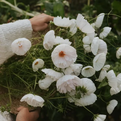 Osoba w białym swetrze trzyma bukiet kwiatów kosmosu Kosmos 'Cupcake White' z żółtymi środkami, idealny do bukietów ogrodowych.