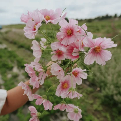 Ręka trzymająca bukiet Cosmos 'Sensation Day Dream' - jasnoróżowe kwiaty z żółtymi środkami - na tle zielonych pól, zachmurzone niebo.