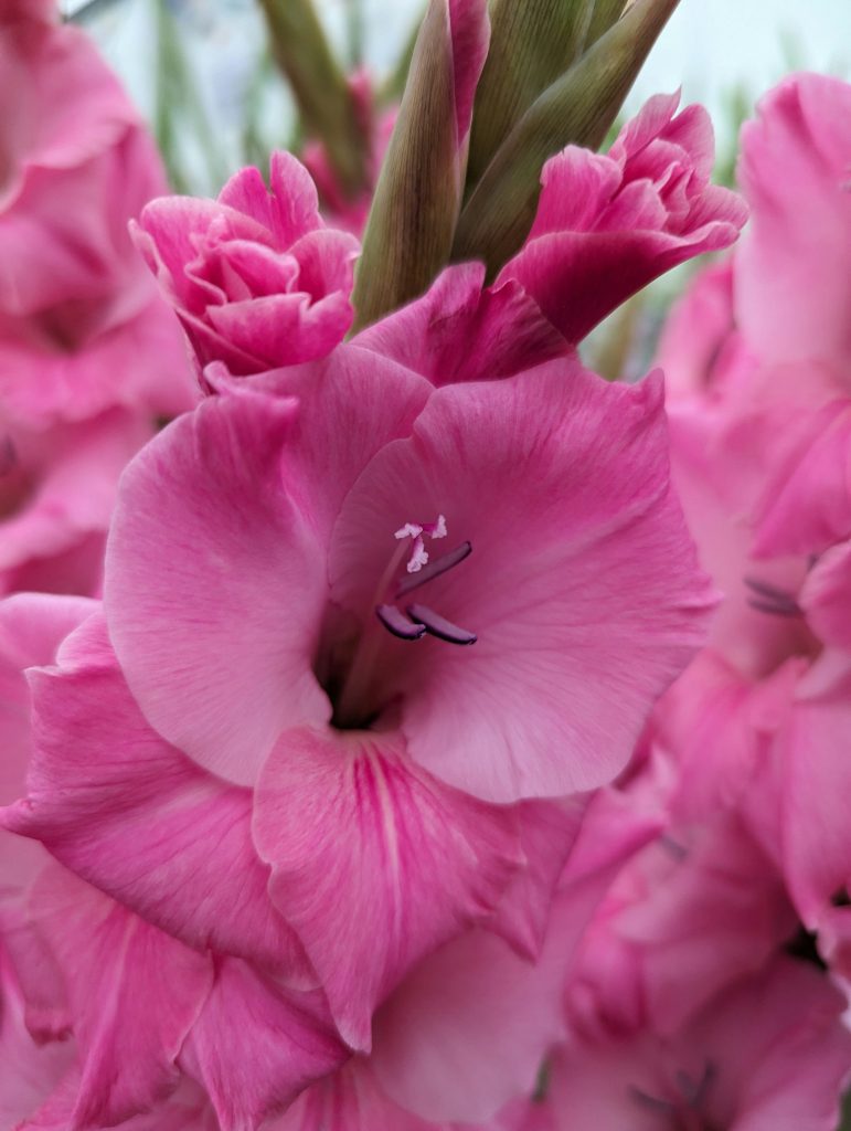 Wibrujący różowy kwiat mieczyka w pełnym rozkwicie, ukazujący delikatne płatki i pręciki, z większą ilością różowych kwiatów mieczyka w tle.