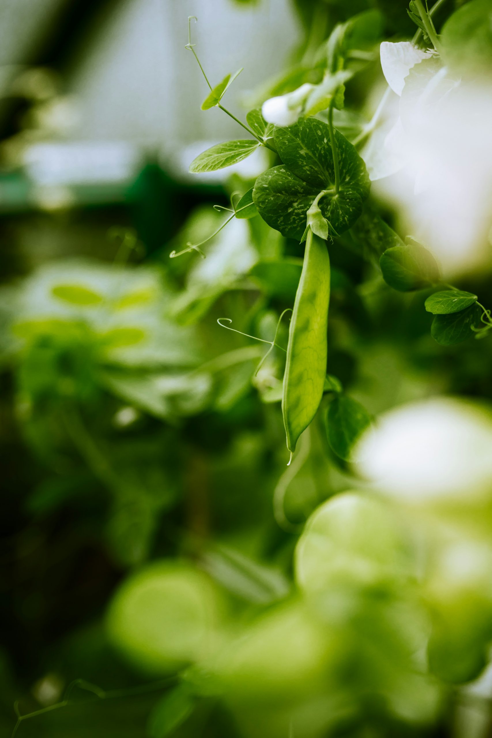 Zbliżenie świeżego zielonego strąka groszku na żywej roślinie, bujne liście i łodygi w tle - idealne do inspiracji organicznym ogrodnictwem.