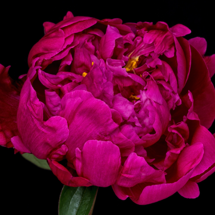 Piwonia 'Red Sarah Bernhardt' kwitnie z purpurowymi płatkami i żółtymi pręcikami. Korzeń piwonii w przedsprzedaży. Wysokiej jakości kwiat ogrodowy.